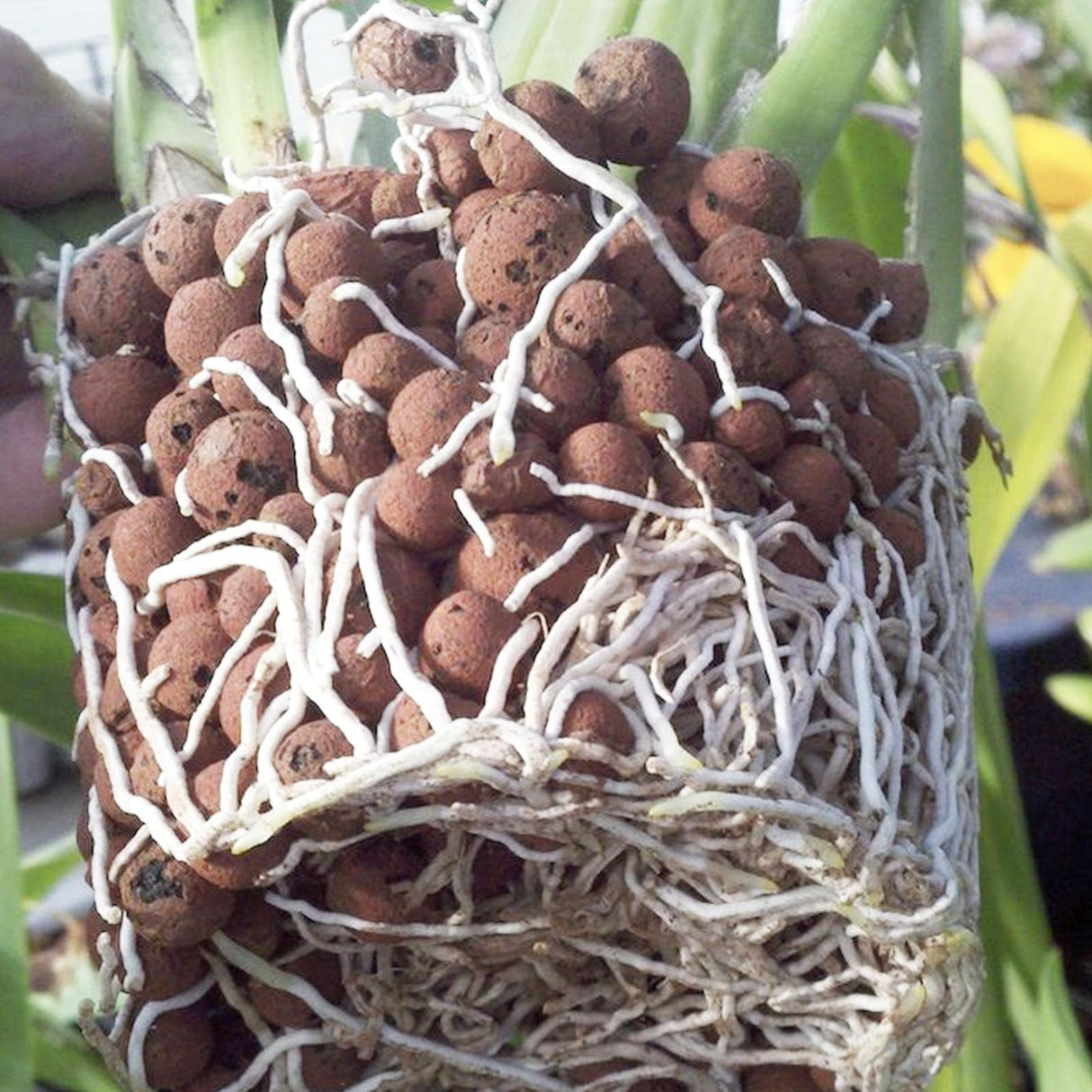 Pulovin 15 lbs LECA Clay Pebbles for Plants, 4-16mm LECA Balls for Indoor Plants Drainage, Hydroponics, Aquaponics, Natural Clay Balls for Soil Root Development, Orchid Potting Mix