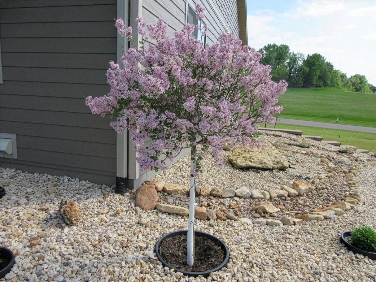 3-Pack 24-inch Tree Planting Rings – Deep Root Watering Basin & Edging.