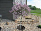 3-Pack 24-inch Tree Planting Rings – Deep Root Watering Basin & Edging.