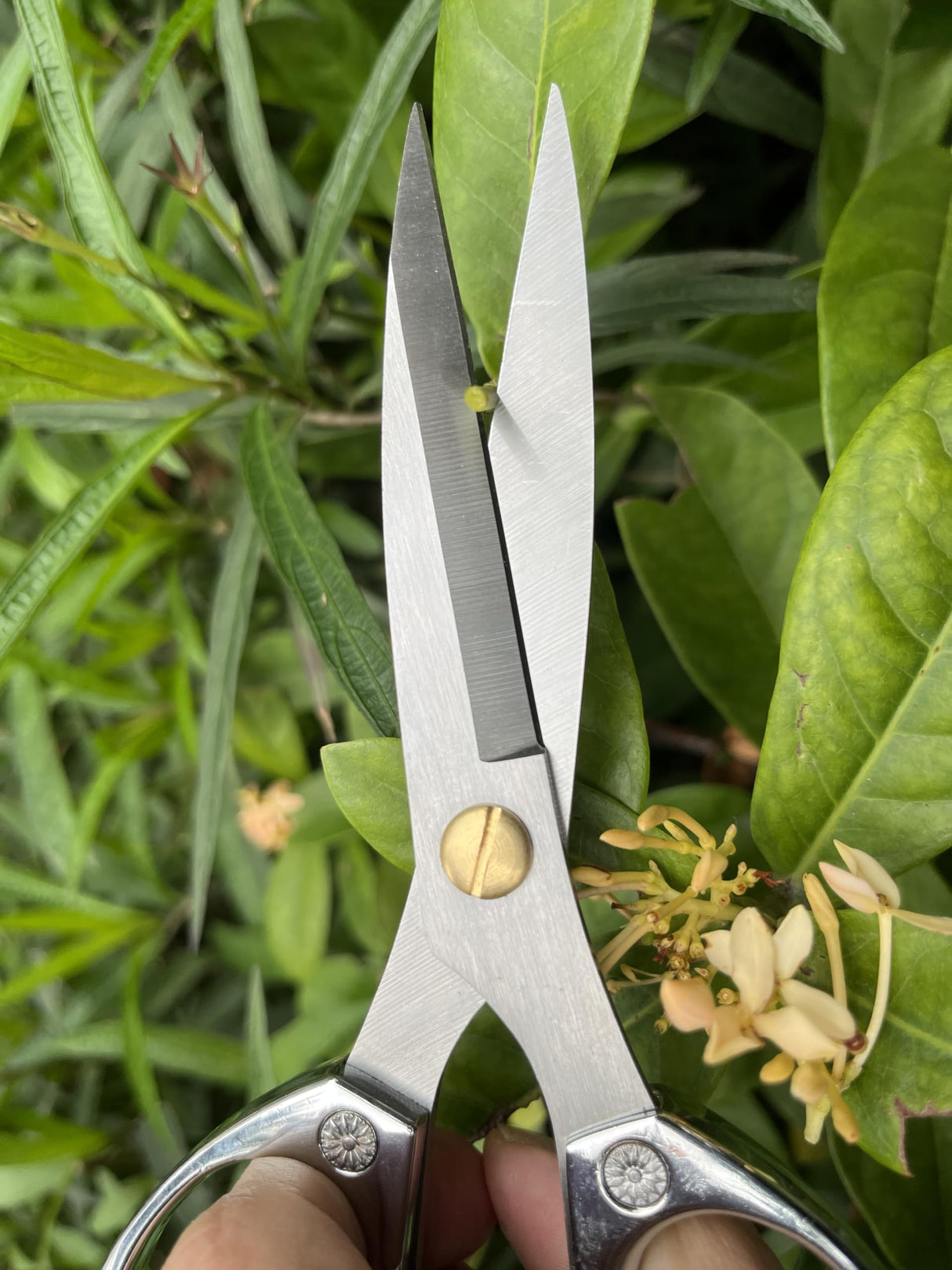 Horsvill Indoor Plant Shears Garden Scissors, Flower Pruners Made of Japan SK5 Stainless Steel, Flowers Herbs and Plant Cutters, Clippers, Trimmers, Loppers, Bonsai Potted Plant Pruning Scissors