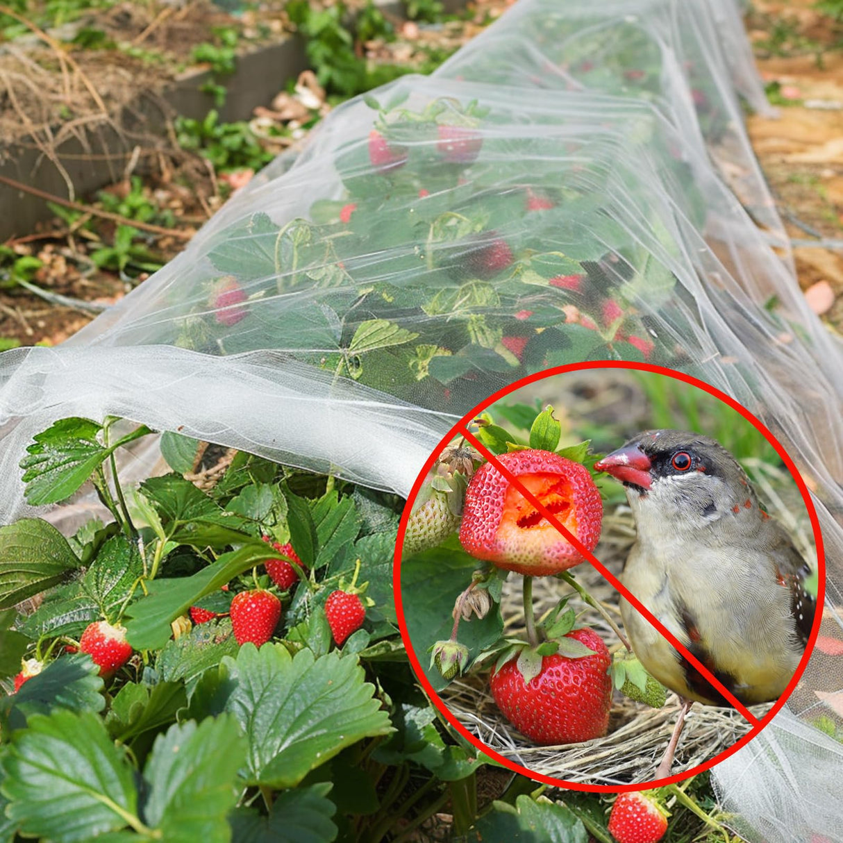 GonLei Garden Netting 10 X 30 FT Ultra Fine Garden Mesh Netting Protection Net Plant Cover Screen Vegetable Row Cover,Blueberry Netting Shrubs Fruits Tree Flowers Garden Screen Barrier Net