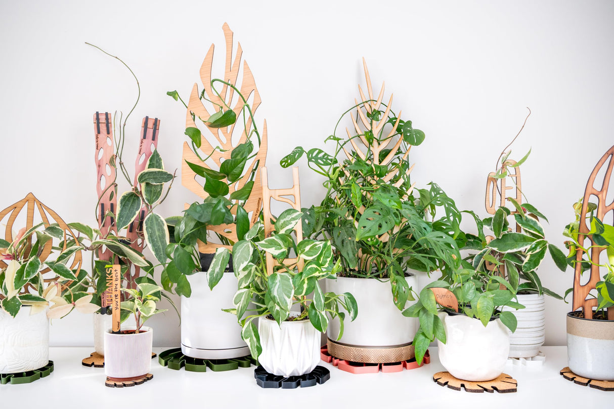 Treleaf Zella Grande Starter Kit – Wooden Extendable Plant Trellis for Indoor Climbing Houseplants – Modular Plant Support with 2 Bases + 2 Extensions - Moss Pole Alternative