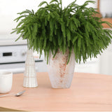 Rowfad 12 Pcs Artificial Norfolk Pine Branches, Norfolk Pine Artificial Pine Stems DIY Crafts Faux Christmas Greenary Norfolk Pine Branches for Xmas Wreath Garland Home Decor (12)