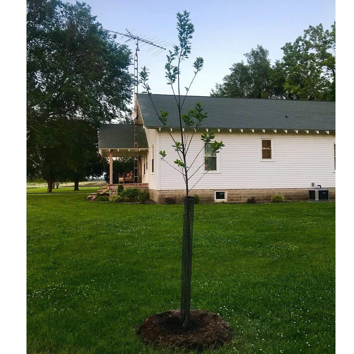 Voglund Nursery Mesh Tree Bark Protector Guard 36 Inches Tall (5 Pack) Heavy Duty Plastic with Zip Ties