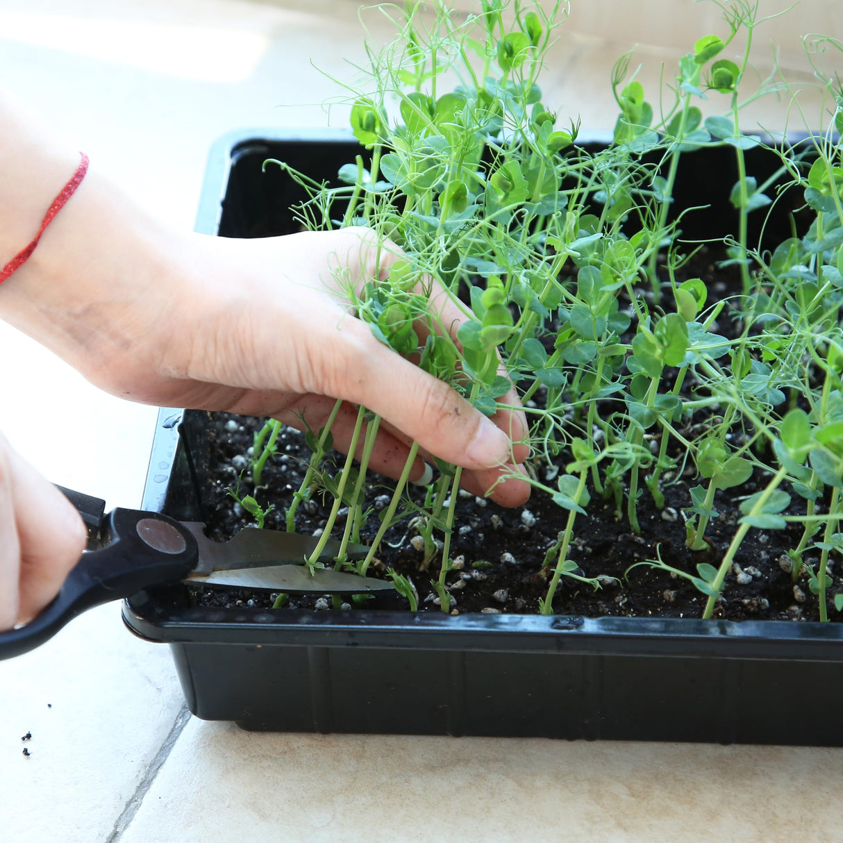 Mr. Pen- Seed Starter Trays, 5 Pack, 17"x10"x2.4"