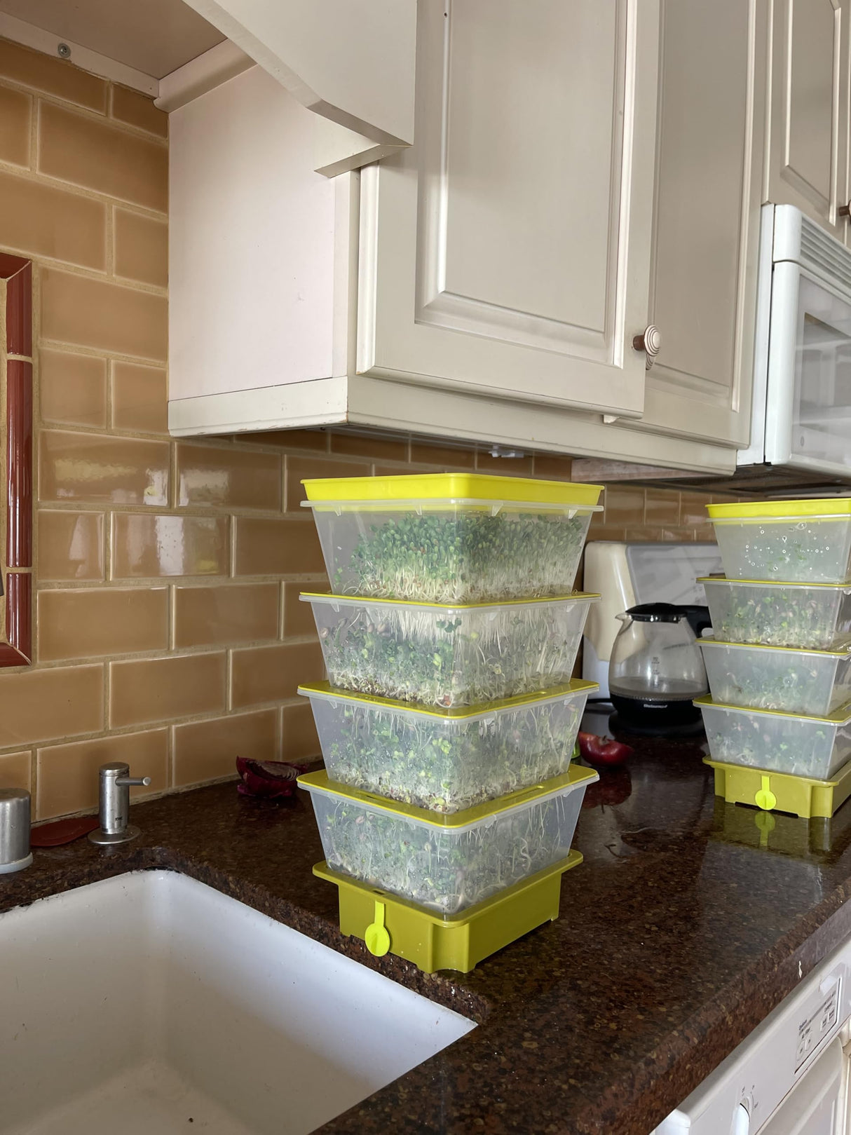 ZESTIGREENS 4-Tier Sprouting Kit - Stackable Seed Sprouter Trays with Drain Spout - Grow Fresh Sprouts at Home - BPA-Free
