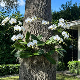 OrchidHug Universal Orchid Mounting Ring – Open Adjustable Design Fits All Orchid Sizes | Mount Orchids on Trees or Walls | Flexible Green Coated Steel with Stainless Screws | Easy Install | 4 Pack
