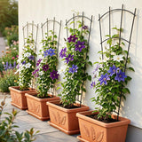 Thealyn 43" Tall Metal Plant Trellis Climbing Plant Support, 4 Pack Black