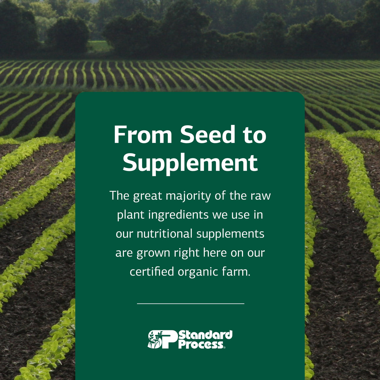 Standard Process Inc. Spleen Desiccated - Whole Food Immune Support, Spleen and Healthy Blood - Gluten Free - 90 Tablets