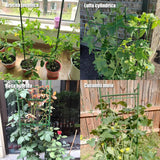 Orgrimmar 4 Pack Tomato Trellis & Cages, Plant Support Stakes for Outdoor Vertical Garden, Climbing Plants, Vegetables, Tomatoes, Cucumbers