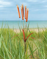 43“ Cattail Wind Chimes Stake Outdoor Decor – Plated Copper Metal Yard Cattail Plant Art Poles for Garden Patio