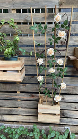Natural Bamboo Trellis, 4Feet,3Pack,Fan-Shaped Plant Support Trellis for Outdoor and Indoor Potted Climbing Plants,Vegetables, Cucumber, Tomato, Hoya,