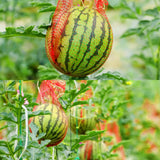 200 Pack Watermelon Nets, Hanging Watermelon Support Nets