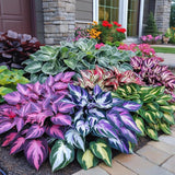 200+ Hosta Seeds Heart-Shaped Hosta Bare Roots - Rich Foliage, Heart Shaped Leaves, Outdoor Garden Attract Pollinators Perennial Bonsai Decoration