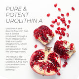 Neurogan Urolithin A Supplement Capsules - 700mg, 60 Ct - High-Potency Cellular Health, Postbiotic Compound- Sourced from Pomegranate Extract, Made in USA, Take 1 Daily