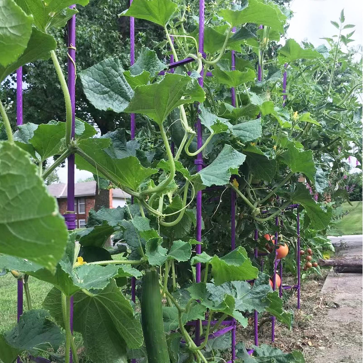 Growsun Large Tomato Cage 6 Pack Upto 73 inch Tall Tomato Trellis Garden Stakes Plant Support,Purple(5ft Stake add 18 inch Adjustable Stakes)