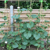 Plant Stakes 3FT, Natural Bamboo Stakes, 25Pcs Sturdy Bamboo Garden Stakes