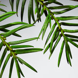 LACOSTE L.12.12 Blanc Eau De Parfum for Men - Father's Day Gift