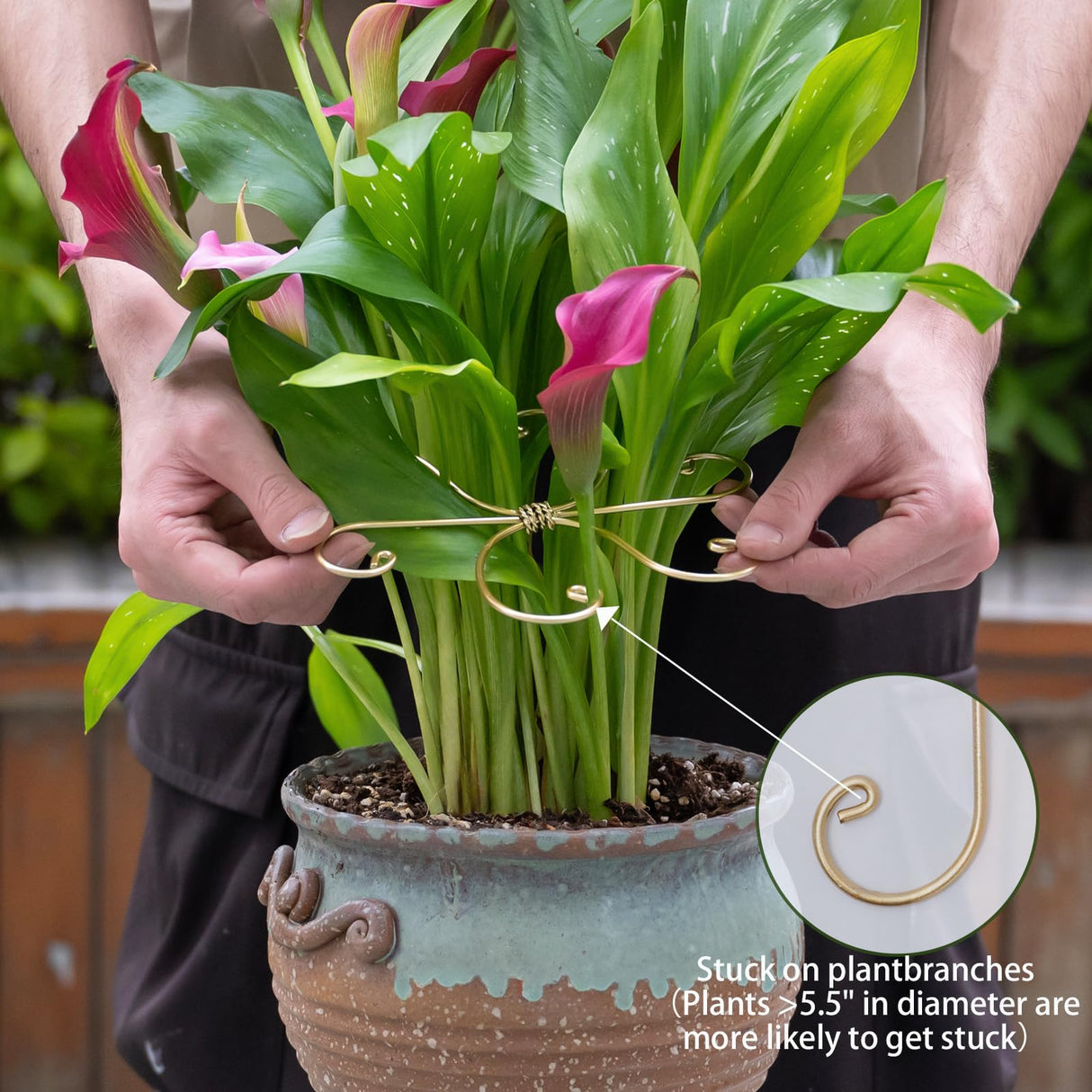 YOHSNOR 5PCS Monstera Plant Support Hooks-Gold 5.5in Stem Supports