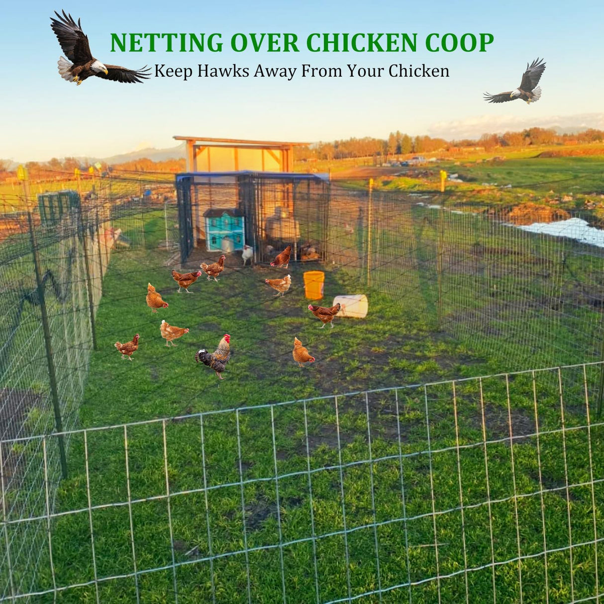CITOOTY Bird Netting for Chicken Coop Run, 25x50 Ft Heavy Duty Poultry Netting with 2.4" Mesh, UV Resistant Black Net Garden Netting for Fruit Trees, Vegetable Plants, and Yard Protection