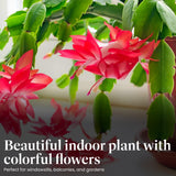 American Plant Exchange Live Christmas Cactus – 6-Inch Pot Cover – Easy Care Flowering Succulent with Festive Blooms for Holiday Home Décor, Kitchens, Offices & Indoor Winter Displays