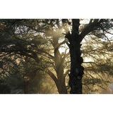 Grand Canyon Silver New Mexico Piñon, Pinon Pine Nuts, 2024 Harvest, 8oz ~ Roasted & Salted