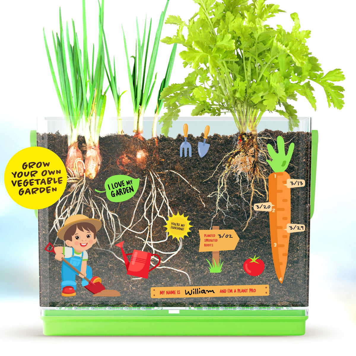 Root Viewer Kit for Kids - Grow Your Own Plant for Boys & Girls Gifts
