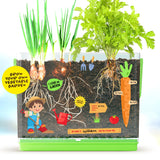 Root Viewer Kit for Kids - Grow Your Own Plant for Boys & Girls Gifts