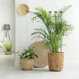 Coomin 32in Monstera Plant Support Trellis for Indoor Plants, 2P
