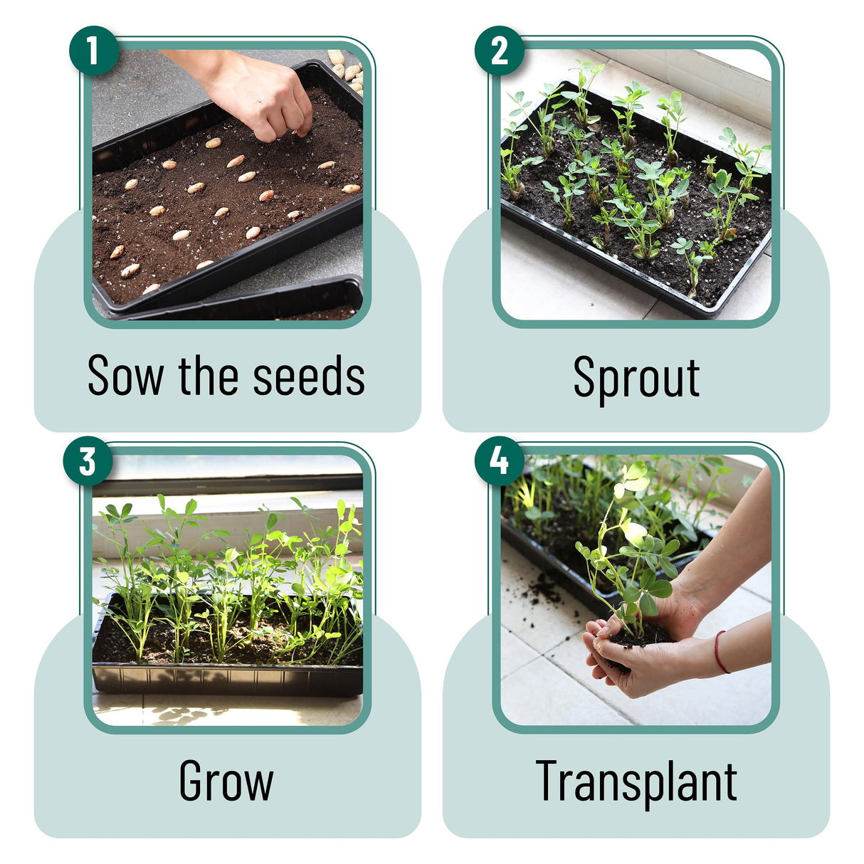 Mr. Pen- Seed Starter Trays, 5 Pack, 17"x10"x2.4"