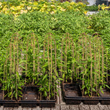 Coloch 20 Pack Bamboo U Trellis Support, 16 Inch U Loop Plant Stake Arch Garden Trellis for Potted Plants, Climbing Flowers and Vines, Ivy, Outdoor Planting