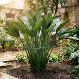 Thealyn 10 Pack Plant Support Stakes, 10" x 16" Peony Cages and Supports