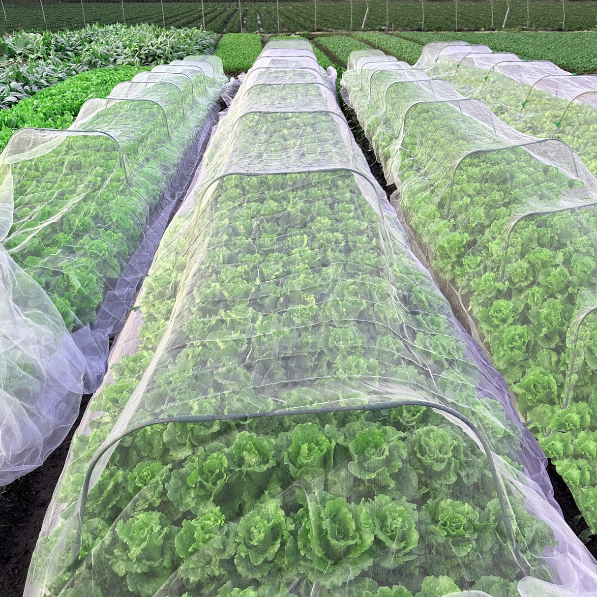 2PCS Insect Netting -10x43FT Fine Mesh Garden Protection Netting for Vegetables Plants Flowers Crops,Row Covers for Raised Bed from Birds Deer Squirrels Barrier Pest