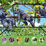 Grape Vine Trellis - Cucumber Trellis Size: 112.8 * 96 * 80.4 inches - Large Outdoor Garden Arch Trellis, Used for Outdoor Climbing of Plants, Courtyard and Garden Decoration （Leg spacing 97"）