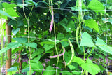 Tenax 100522970 Hortonova Plant Trellis Net, 6.5' x 50'/ 79" x 50', White