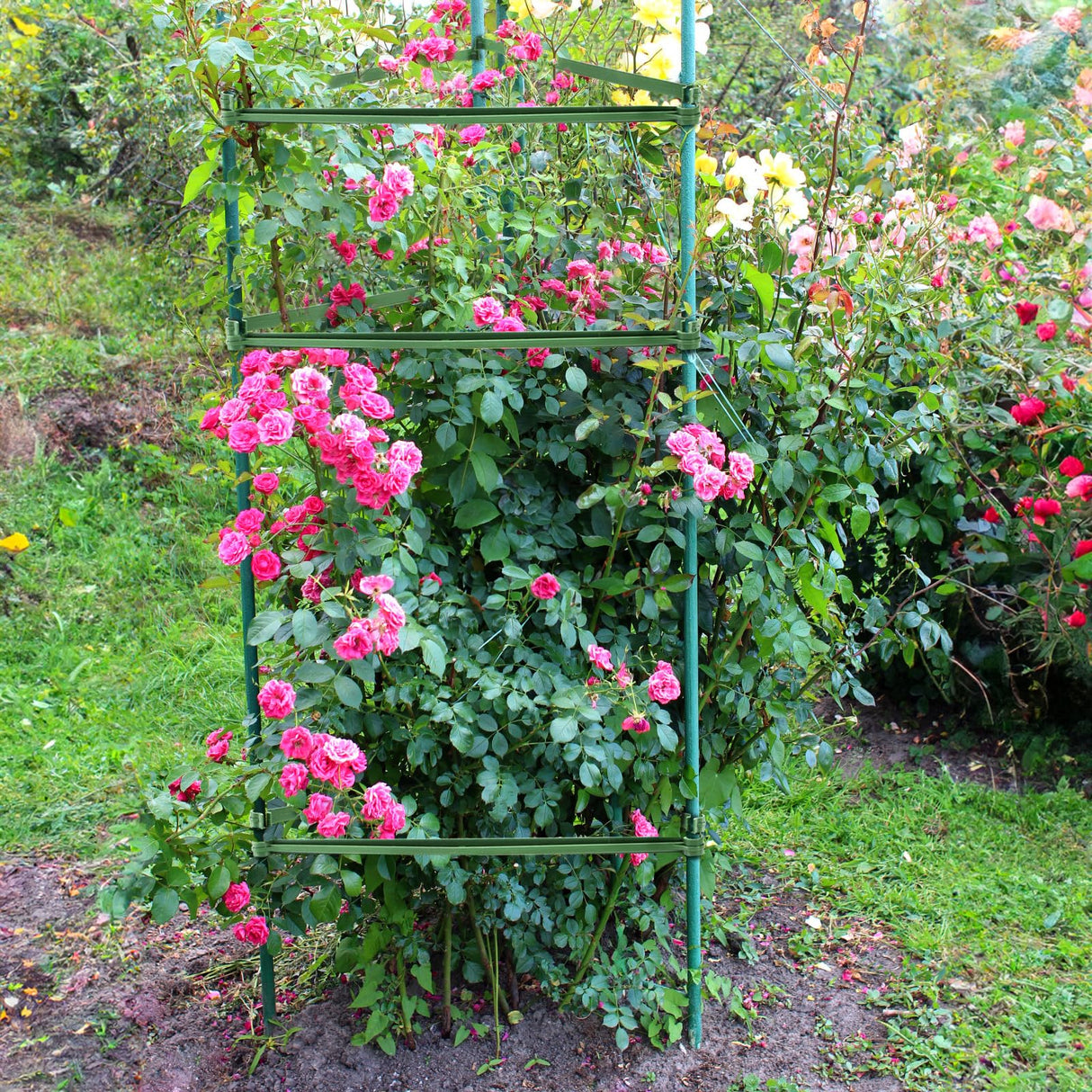 Coloch 100 Pcs Plant Stake Arms for Tomato Cage, 11.8” Expandable Plant Supports Trellis Connector with 2 Buckles for 11mm Diameter Plant Stake, for Climbing Plants, Tomato, Vegetable, Indoor&Outdoor