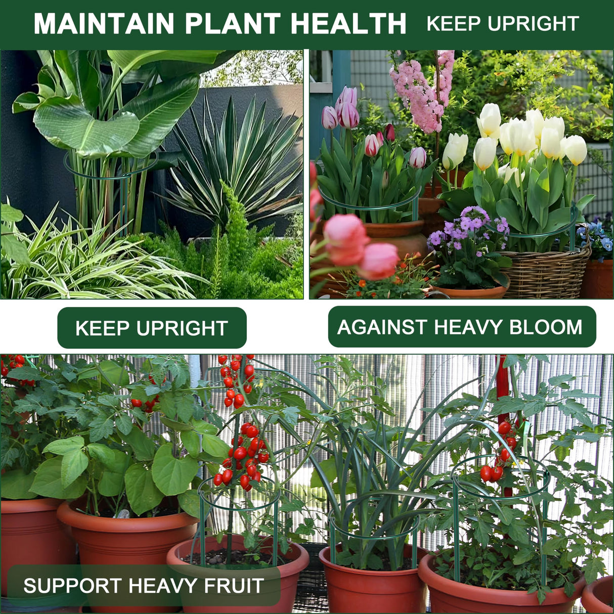 SYITCUN 6 Pack Peony Cages and Supports, 14" (W) x 32"(H) Plant Support, Rust-Proof Metal Plant Support Stakes for Outdoor&Indoor Plants