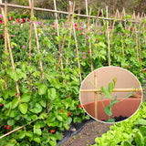 GAGINANG Natural Bamboo Garden Stakes, 4FT Trellis Plant Support 25Pcs