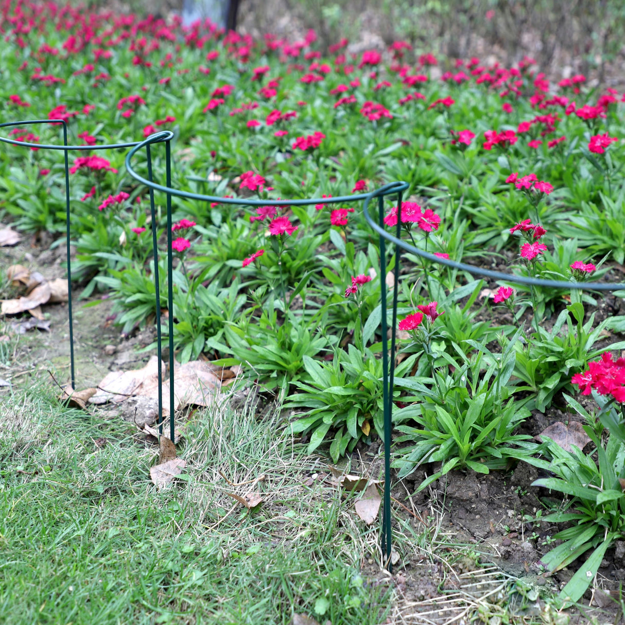 TCBWFY 10 Pack Garden Plant Support Stakes,10" Widex16 High Heavy Duty Interlinked Half Round Peony Support Ring Cage for Indoor Outdoor Plants,Plant Supports for Peony,Tomato,Hydrangea,Rose