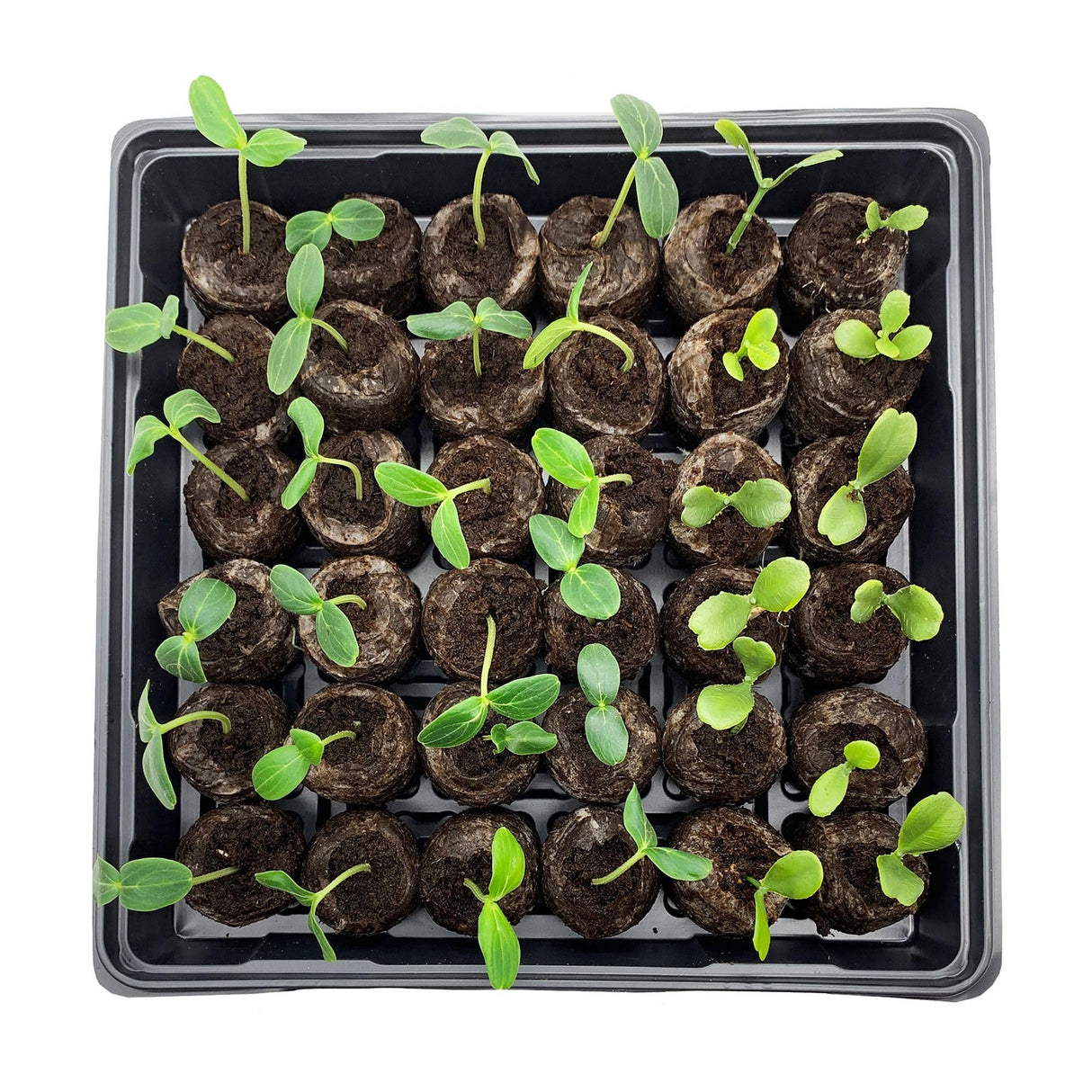 Jiffy Seed Starting Tray Kit - 36 Cell Germination Tray, Portable - 2 Pack, 72 Pellets - Plastic