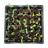 Jiffy Seed Starting Tray Kit - 36 Cell Germination Tray, Portable - 2 Pack, 72 Pellets - Plastic