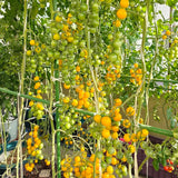 FORUP Garden Stakes, 25 Pack Steel Plant Stakes with Plastic Coating for Climbing Plants, Tomato Eggplant Bean Support, Rust-Resistant Outdoor Garden Stakes (58 Inch)