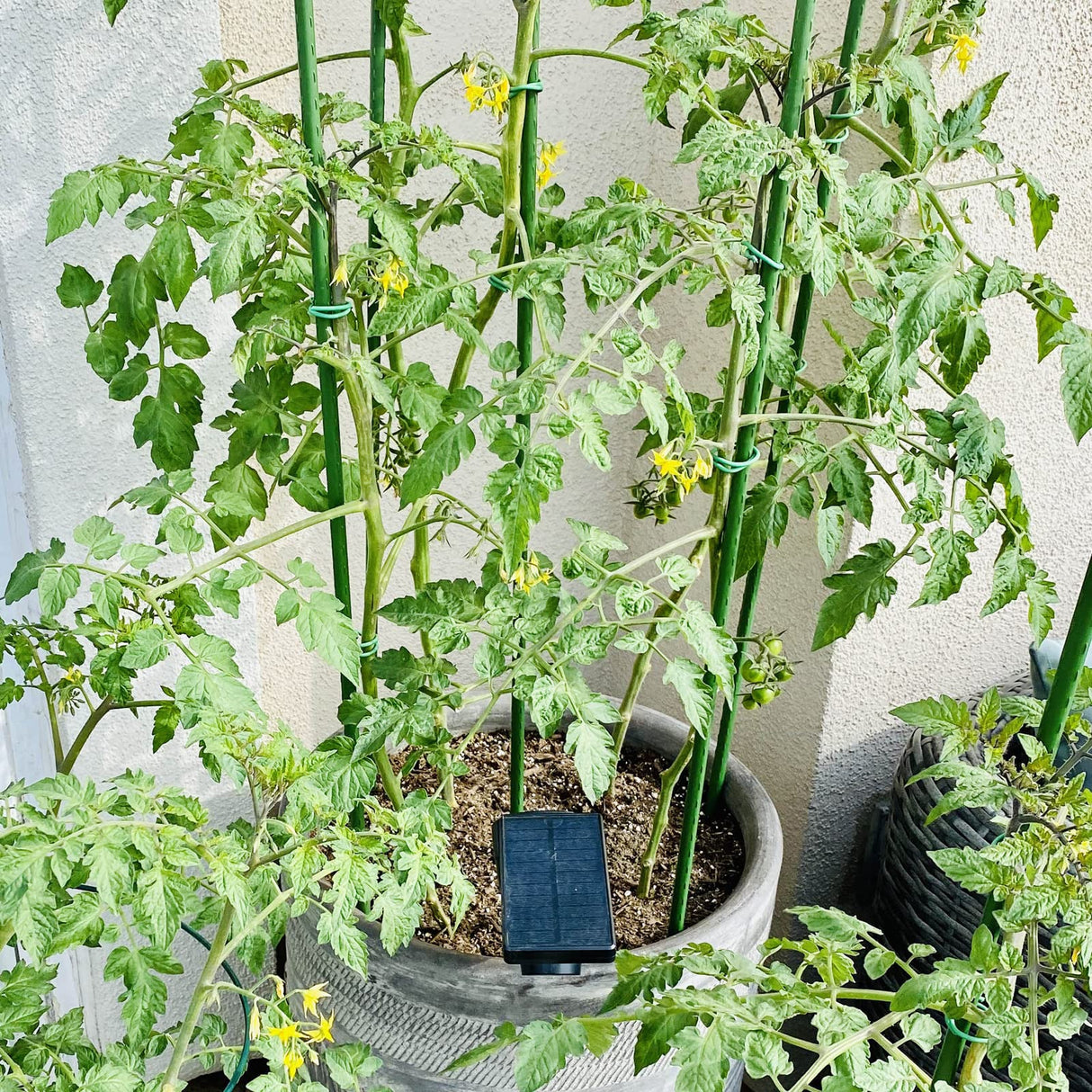 Garden Plant Stakes, 36 Inch 3Ft Steel Tomato Stakes, 25 Pack