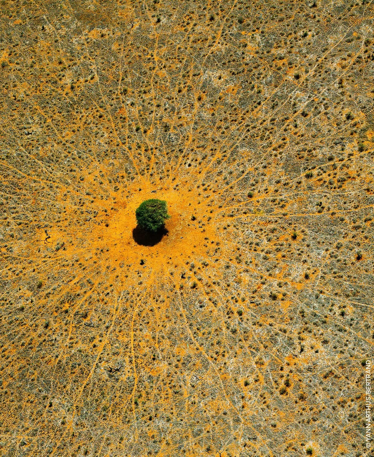 Guerlain Aqua Allegoria Mandarin Basilic Eau De Toilette Spray for Unisex, 2.5 Ounce