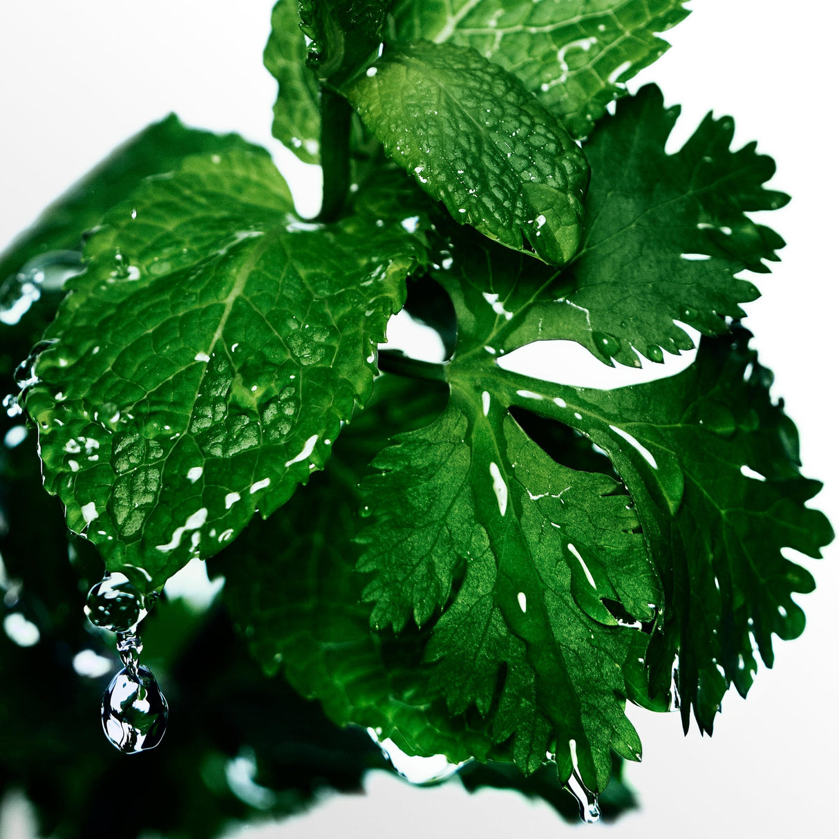 Davidoff Cool Water Man Eau de Toilette 1.35 fl oz