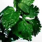 Davidoff Cool Water Man Eau de Toilette 1.35 fl oz