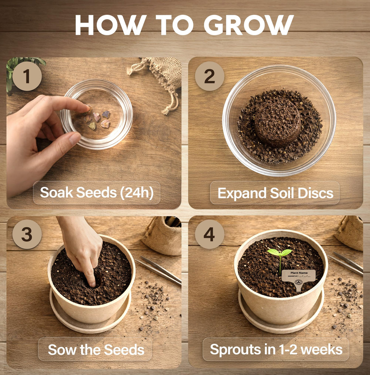 Avergo Bonsai Starter Kit – Growing Jacaranda Bonzai Tree