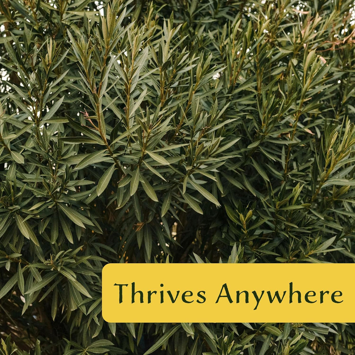 CitronellaKing 6 White Oleander Shrubs | Live Plants in 2.5-inch Nursery Cubes | “Sister Agnes” Variety | Deer-Resistant Evergreen Perennial | Stunning White Blooms for Outdoor Hedges & Garden Landscaping