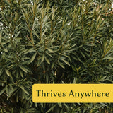 CitronellaKing 6 White Oleander Shrubs | Live Plants in 2.5-inch Nursery Cubes | “Sister Agnes” Variety | Deer-Resistant Evergreen Perennial | Stunning White Blooms for Outdoor Hedges & Garden Landscaping