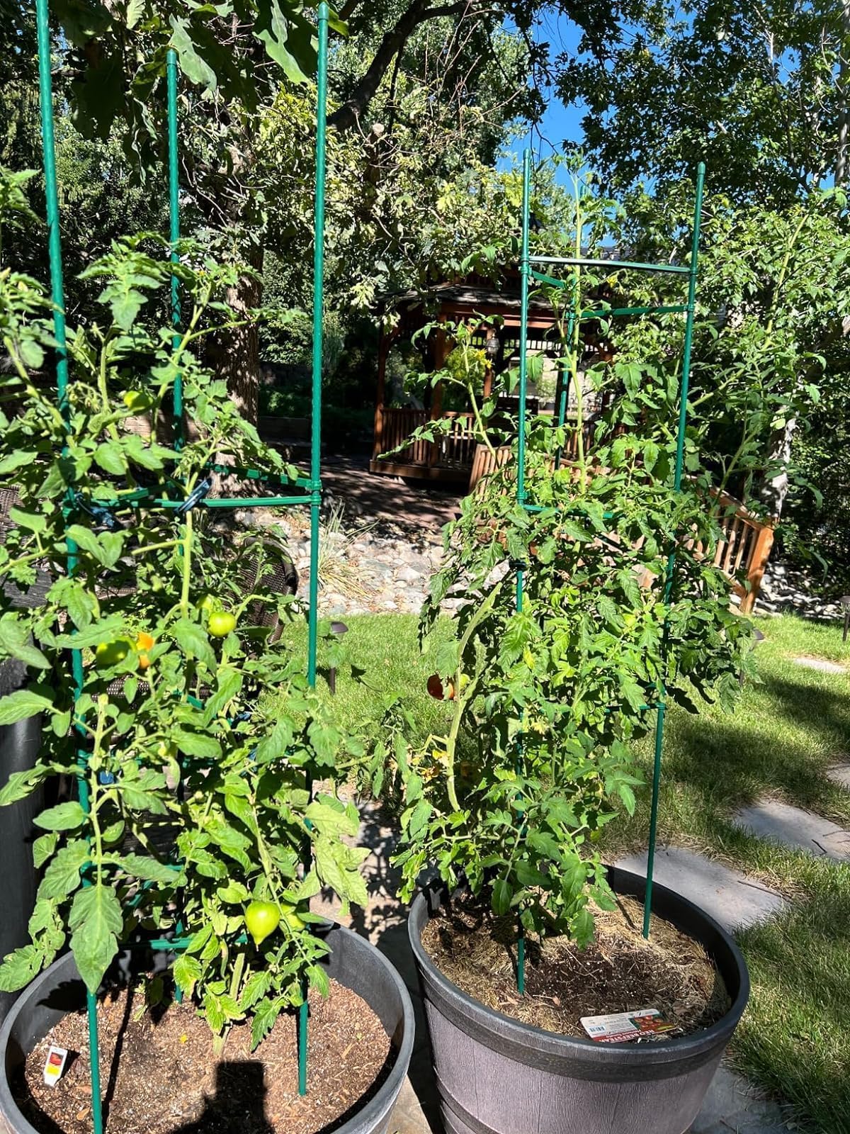 G-LEAF 6 Pack 5ft Tomato Cage for Garden Plant Support, Garden Stakes Tomato Cage, Tomato Cages Plant Stakes for Climbing Plants